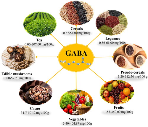GABA (Gamma-Aminobutyric Acid)