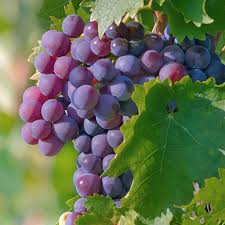 Grape Extract